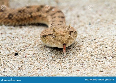 Close Up The Desert Horned Viper Stock Photo Image Of Angry Rare