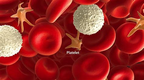 Common Signs Of Thrombocytopenia Entirely Health