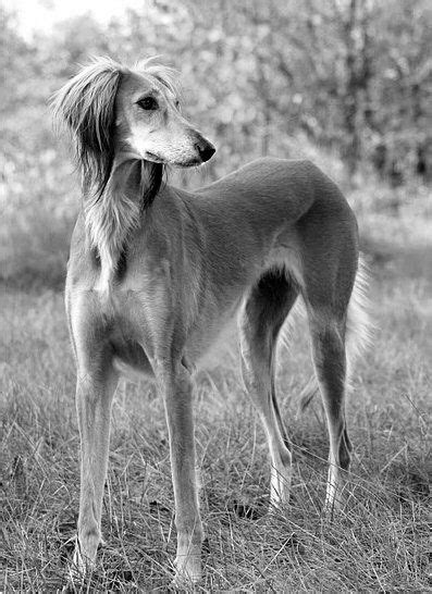 Famous Dogs In History Saluki The Worlds Oldest Dog Breed Saluki
