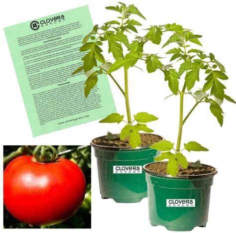 Clovers Garden Mountain Fresh Tomato Plants Where To Buy Tomato