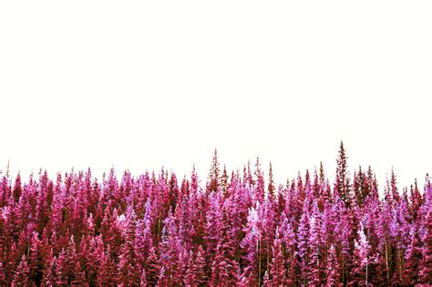 Pink Trees Aesthetic Wallpapers Wallpaper Cave