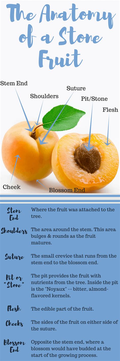 Examples Of Stone Fruits