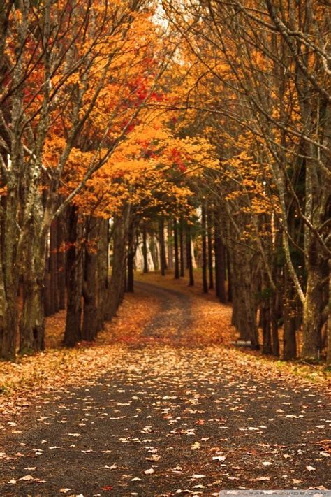 See more ideas about fall wallpaper, iphone background, fall background. Best Fall wallpaper ideas on Pinterest | Iphone wallpaper ...