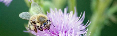If you are a gardener who wants to use a natural method to control pests then consider using beneficial insects instead. Beneficial Insects Series - Organic Gardening - MOTHER ...