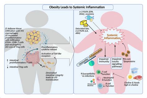 Comprehensive Summary Of Obesity Induced Inflammation Dyslipidemia