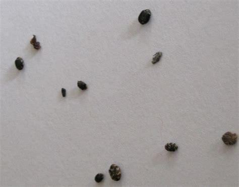 Varied Carpet Beetles Whats That Bug