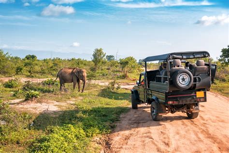 Safari Tanzanie Guide Ultime Dune Expérience Réussie En 2023