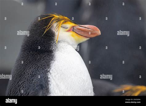 Royal Penguin Eudyptes Schlegeli Portrait Dreaming Australia