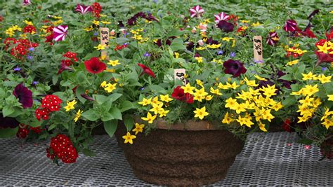 Moms Weekend Plant Sale Beasley Coliseum Washington State University