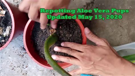 Repotting Aloe Vera Pups Updated May 15 2020 © 2020 Productsml Video 2 Of 3 Youtube