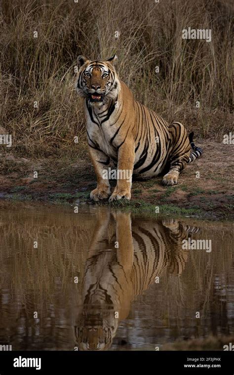 Royal Bengal Tiger Portrait Stock Photo Alamy