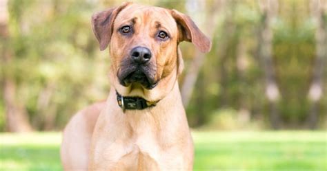 10 Popular Rhodesian Ridgeback Mixes W Pictures Puplore