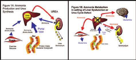 Organs Responsible For Ammonia Metabolism Download Scientific Diagram