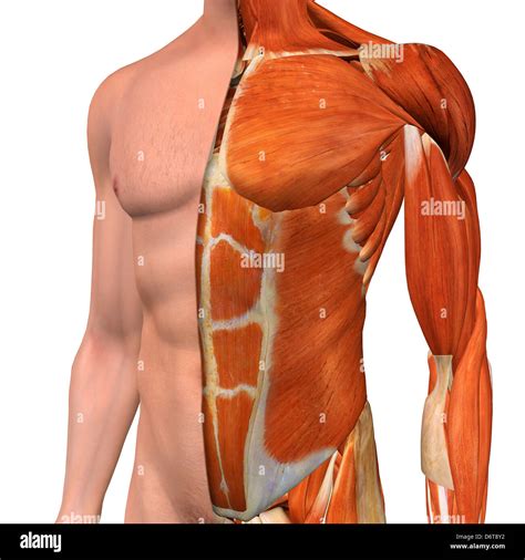 Chest Muscle Anatomy Diagram Muscles Of The Pectoral Girdle And Upper