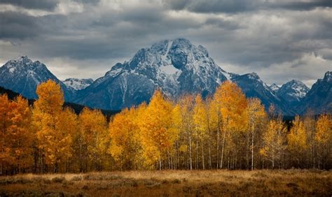 Aspens In Autumn Grand Teton National Park Wyoming Photorator