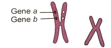 give below is highly smplified represnttion of the human sex chromosomes from a karyotype the
