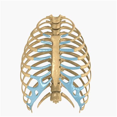 The rib cage protects vital organs, such as the heart and lungs. human rib cage 3d model