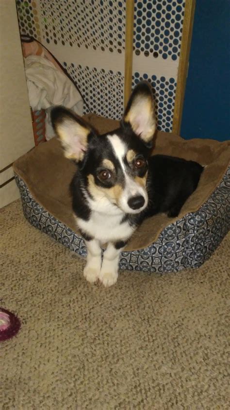 Look at pictures of corgi puppies who need a home. Corgi Puppies For Sale | Powder Springs, GA #207478