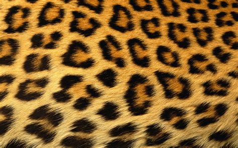 Abstract Skin Leopard Print Wallpapers Hd Desktop And Mobile
