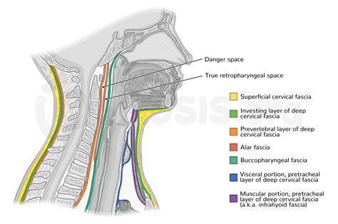 Fascia And Spaces Of The Neck Osmosis