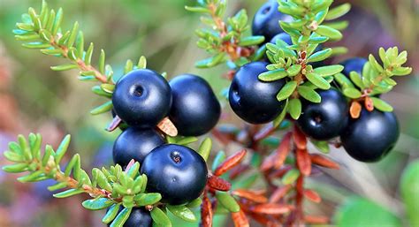Wild Berries Of Alaska Edible Plants And Fruits Berries Wild Berry