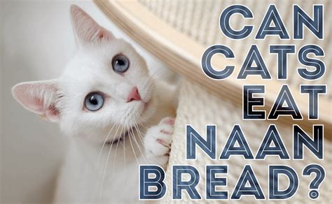 Can Cats Eat Naan Bread Catwiki