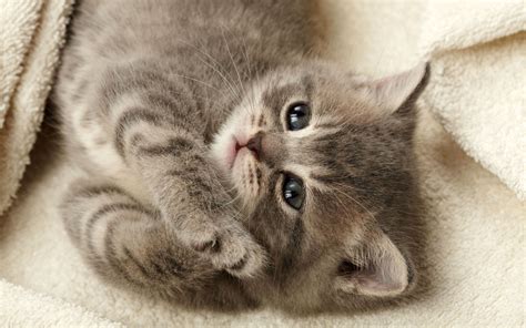 Grey Kitten Wallpapers And Images Wallpapers Pictures Photos