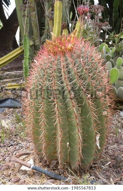 Close Ferocactus Pilosus Mexican Lime Cactus Stock Photo 1985567813