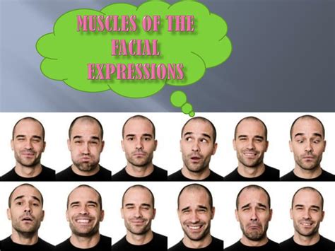 Ppt Muscles Of The Facial Expressions Powerpoint Presentation Free