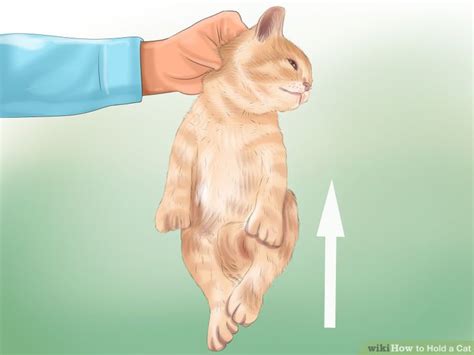 Pet And Animal How To Hold A Cat