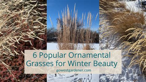 6 Popular Ornamental Grasses To Create A Prettier Winter Garden