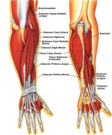 You've got three muscles in the anterior compartment. Human Anatomy and Physiology of Muscles Online on HubPages