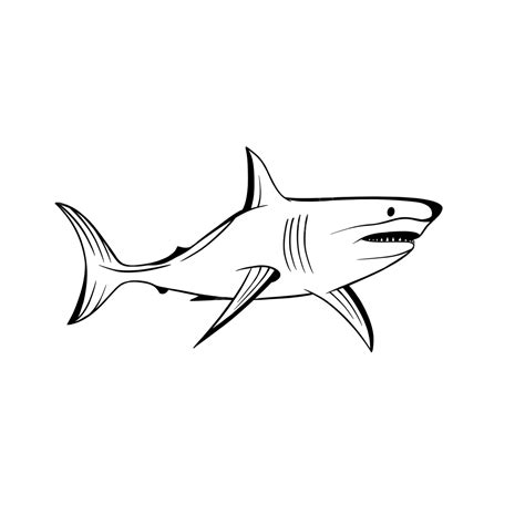 Transparent Shark Fish Shark Drawing Fish Drawing Shark Sketch Png