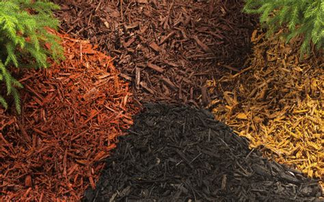Mulch Buying Guide Learn About Types Of Mulch