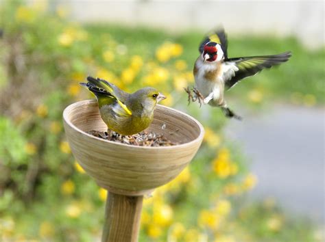 Compatible Species And Helpful Tips For A Mixed Finch Aviary
