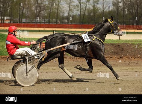 Standardbred Is An American Horse Breed Trotter Making A Lap In The