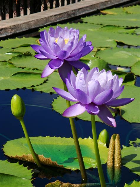 Water Lilies Flowers Photography Beautiful Lotus Flower Pictures