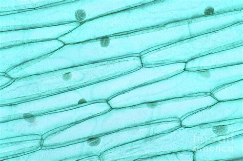 Plant Cell Photograph By Choksawatdikorn Science Photo Library Pixels