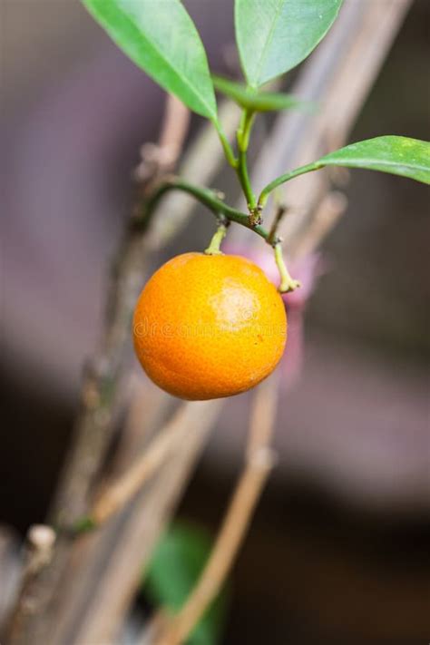Small Orange Fruit Stock Photos Download 31420 Royalty Free Photos