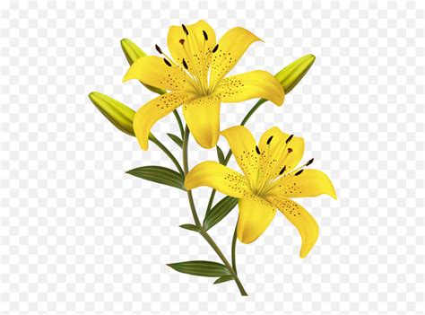 Lilium Png Yellow Lily Flower Png Emojitoo Hot Emoji Free