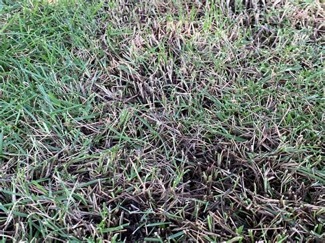 New Black Spot Growing On My New Zeon Sod The Lawn Forum