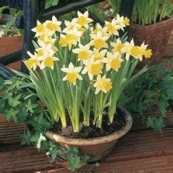 We did not find results for: How to Grow Flowering Bulb Plants in Pots / Naturalised ...