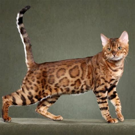 10 Rarest Cat Breeds In The World Kedi
