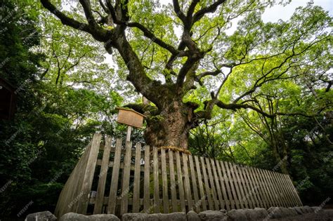 Premium Photo Sacred Tree In Atsuta Shrine Tsukazaki Giant Camphor