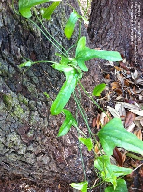 Plant Identification Closed Thorny Vine Taking Over My Yard 1 By