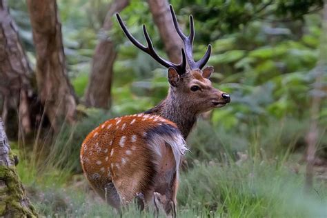 Stag Sika Deer Flickr Photo Sharing
