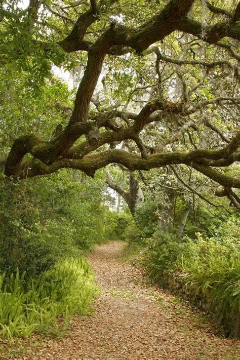 Live Oak Tree Overhanging Hiking Trail Stock Photo Image Of Florida