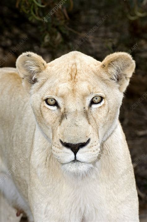 Being a role model doesn't mean looking like a model. Female white lion - Stock Image - Z934/0721 - Science ...