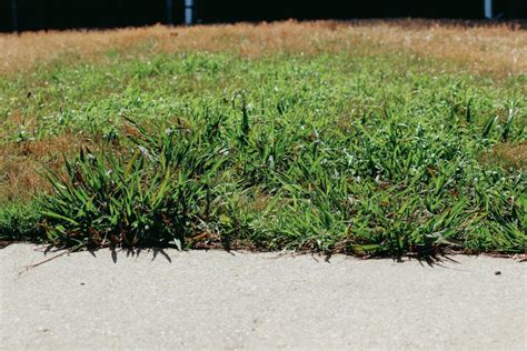 Learn How To Identify Broadleaf Lawn Weeds Elite Lawn Care