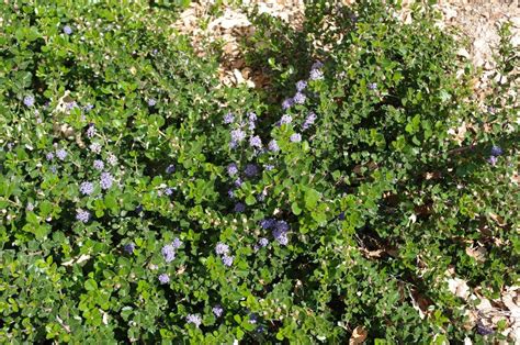 California Native Plant Ground Cover Plants